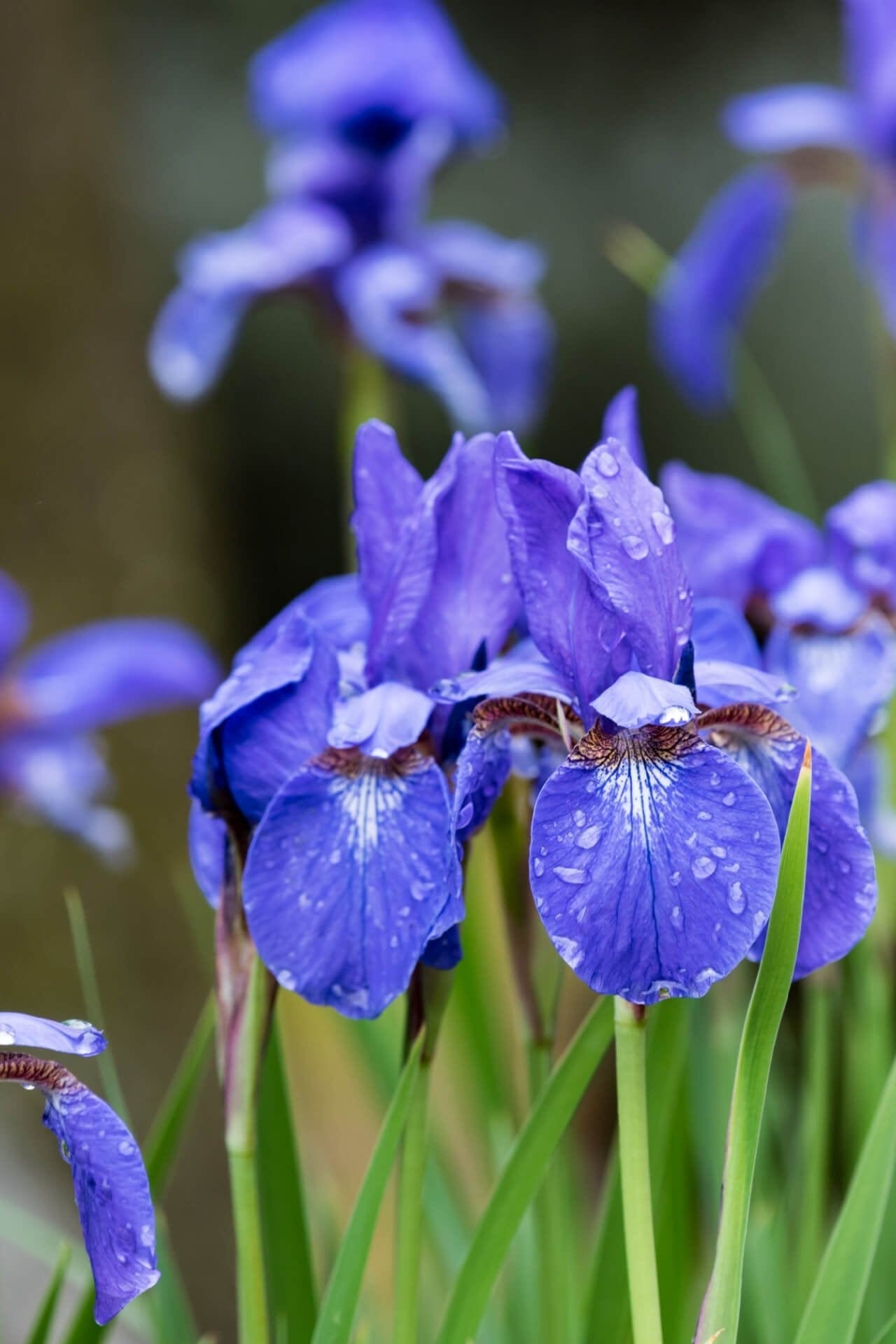 Siberian Iris Online, buy 1 get 1 free at TN Nursery 