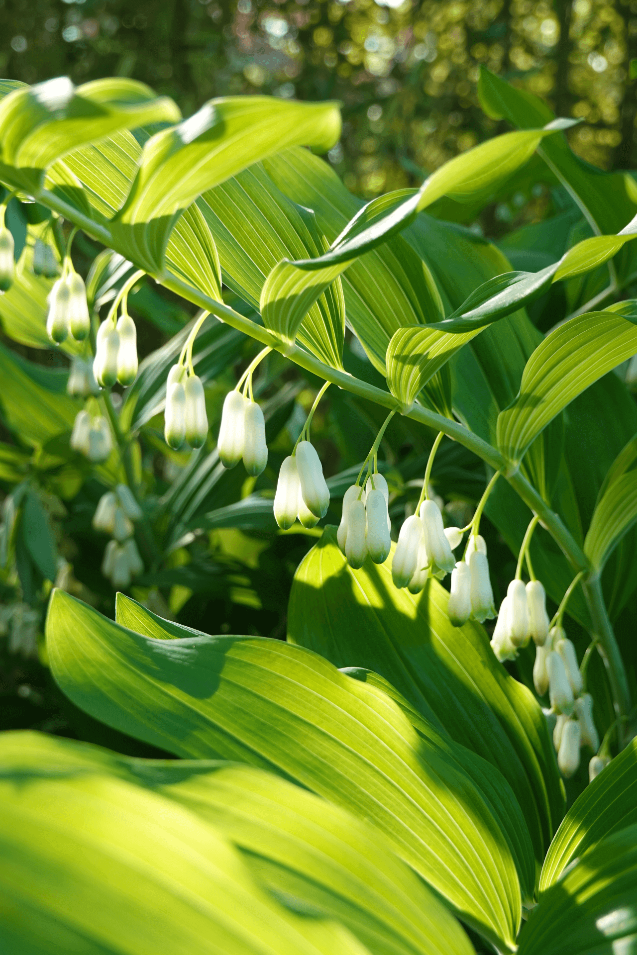 Solomon's Seal Plant Online, buy 1 get 1 free at TN Nursery 