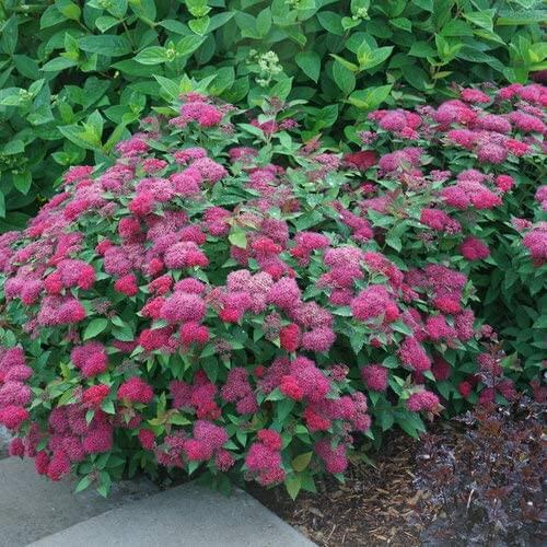 Spiraea Japonica online, buy 1 get 1 free at TN Nursery 