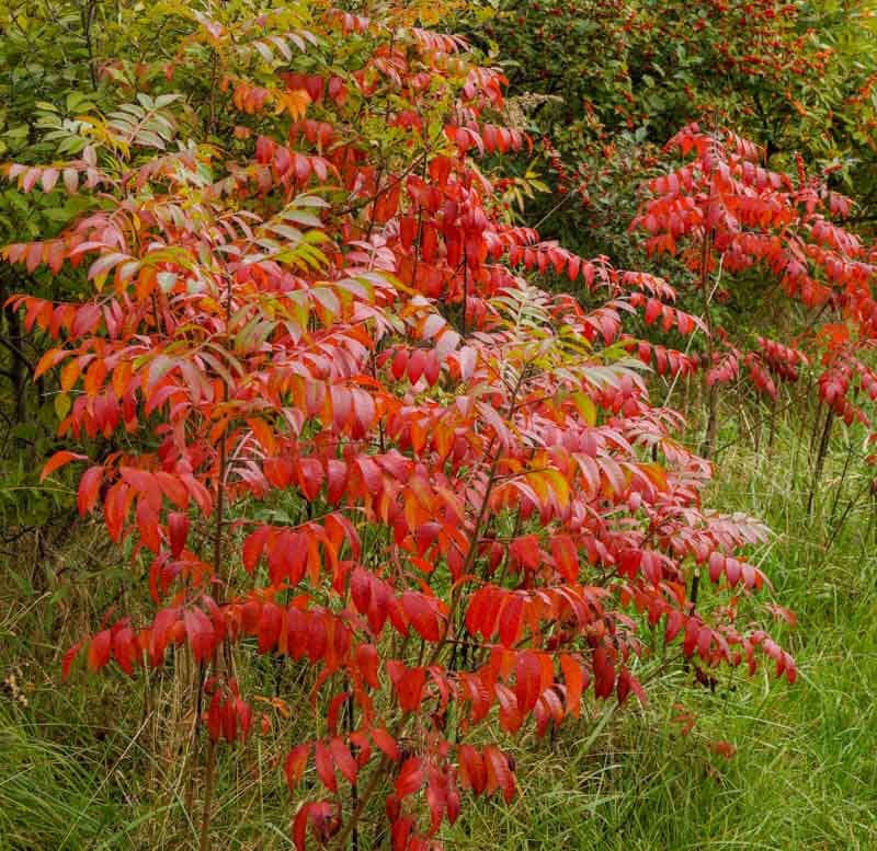 Staghorn Sumac Bush Online, Buy 1 get 1 free at TN Nursery 