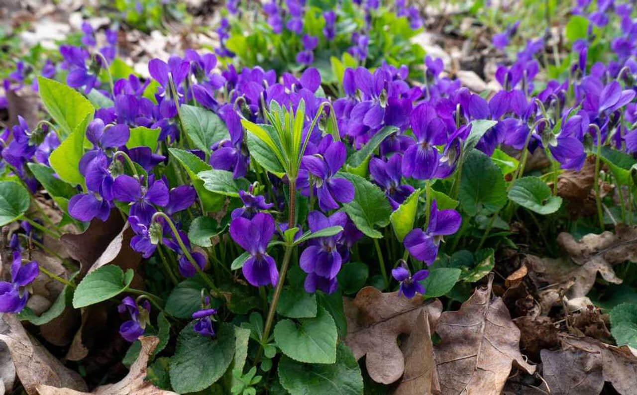 Sweet Violet Online, buy 1 get 1 free at TN Nursery 