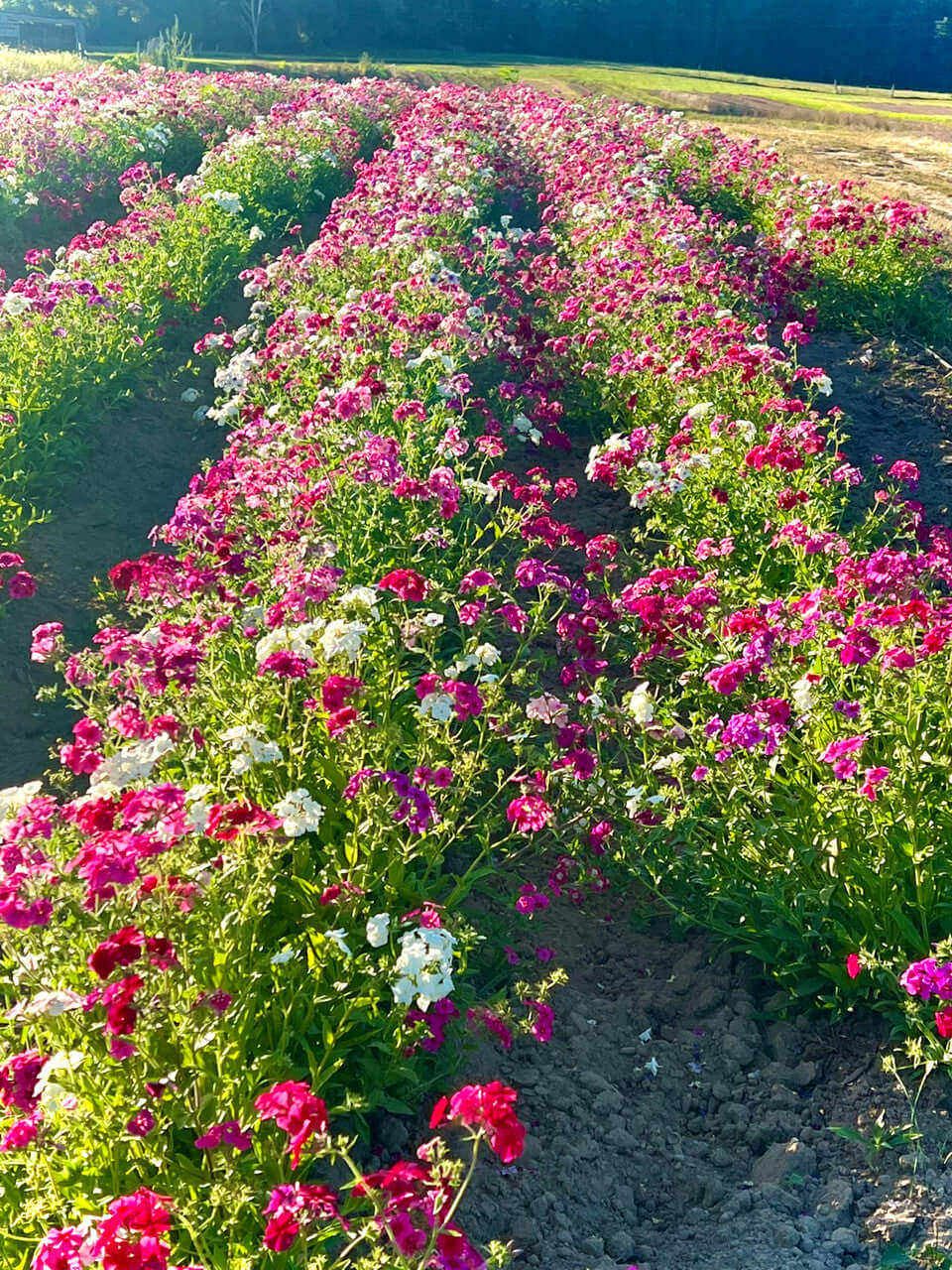 Tall Garden Phlox Online, buy 1 get 1 free at TN Nursery 