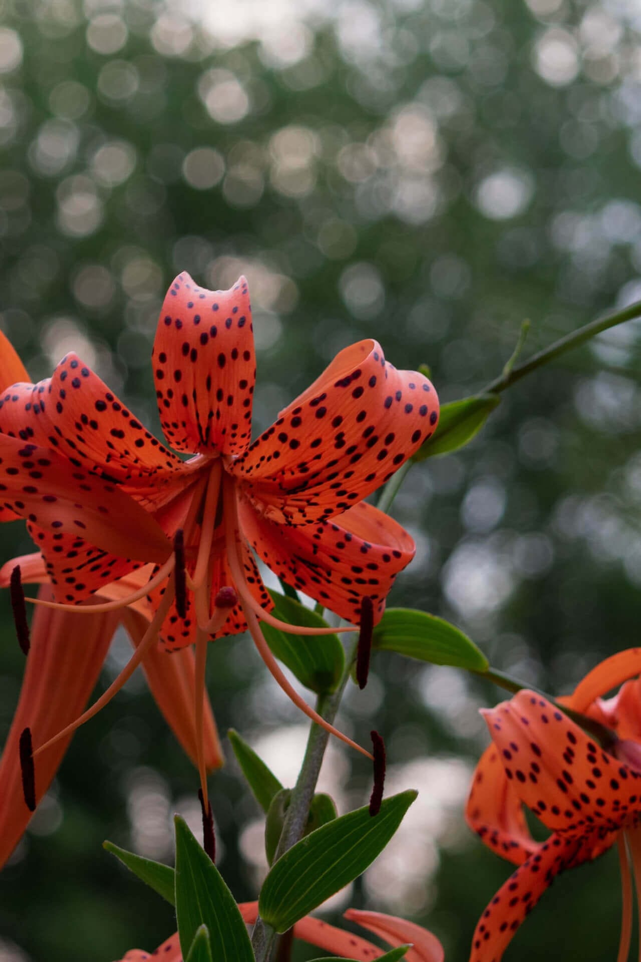 Vibrant Tiger Lily with orange petals, dark spots and elongated stamens