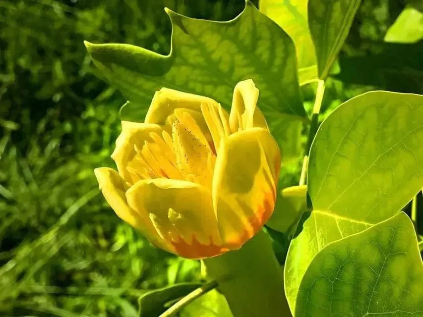 Tulip Tree Online, buy 1 get 1 free at TN Nursery 