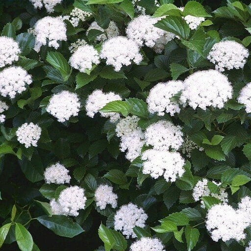 Viburnum Dentatum Online, buy 1 get 1 free at TN Nursery 