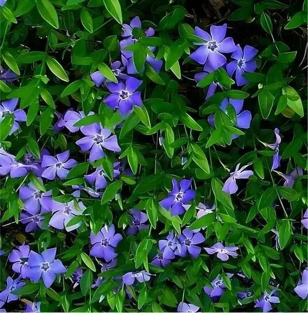 Vinca Minor Online, buy 1 get 1 free at TN Nursery 