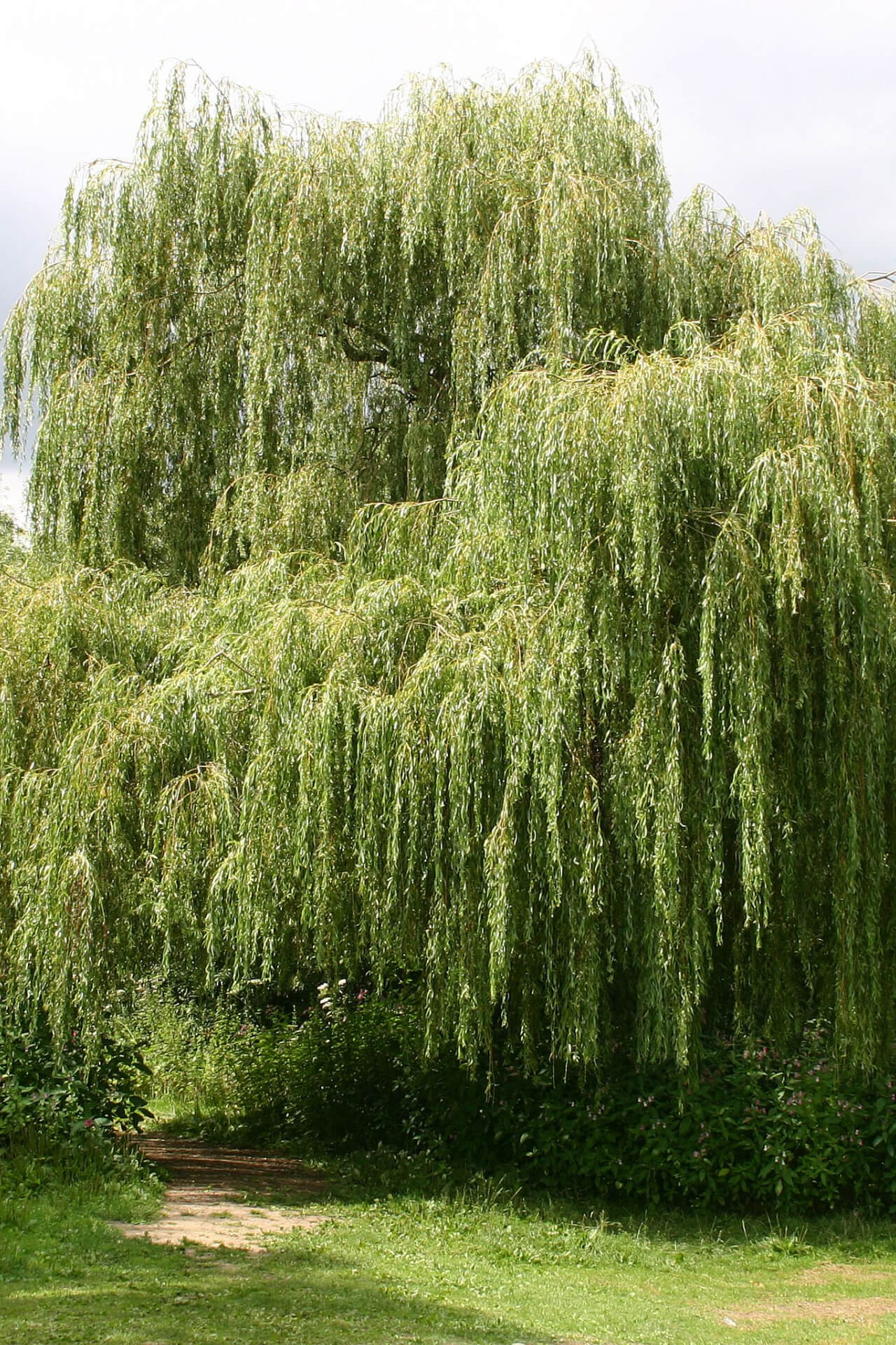 Weeping Willow Tree