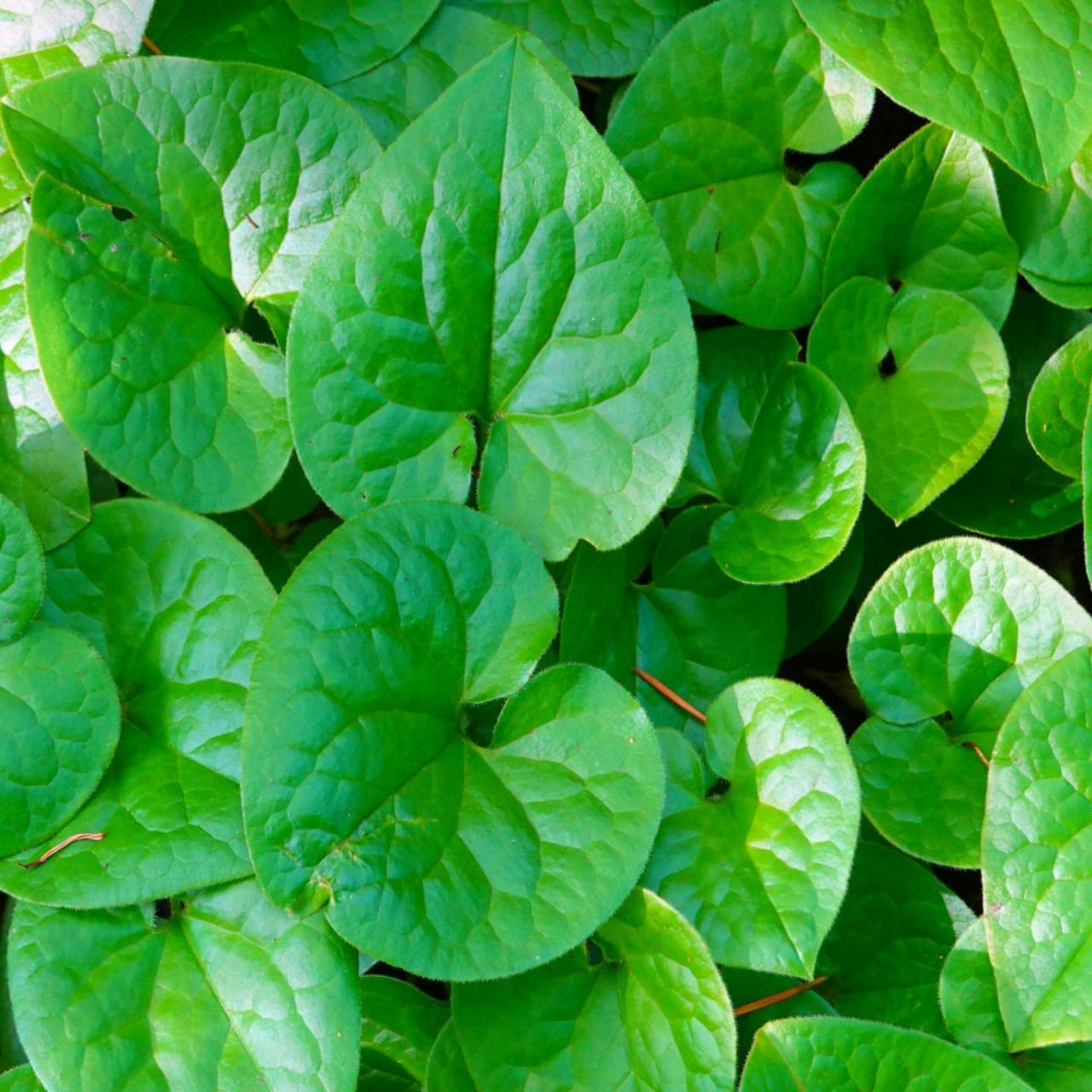 Wild Ginger Online, buy 1 get 1 free at TN Nursery 
