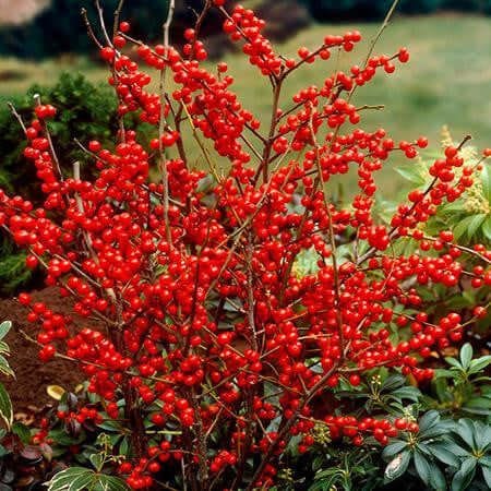 Winterberry online, buy 1 get 1 free at TN Nursery 