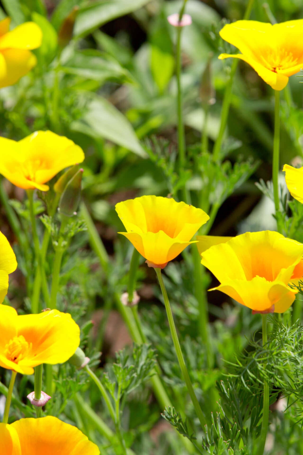 Wood Poppy Online, buy 1 get 1 free at TN Nursery 