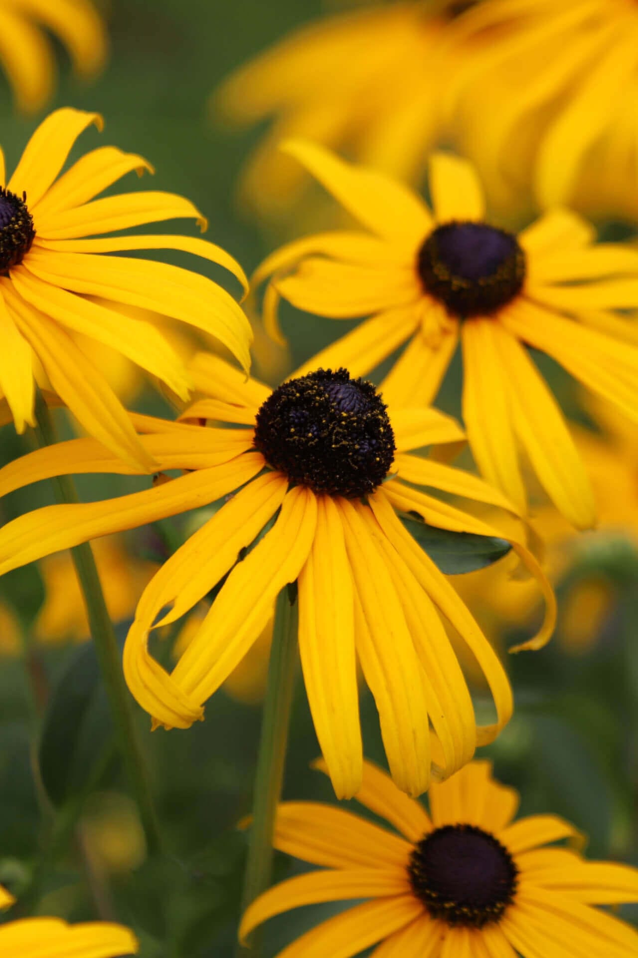 Yellow Coneflower Online, buy 1 get 1 free at TN Nursery 