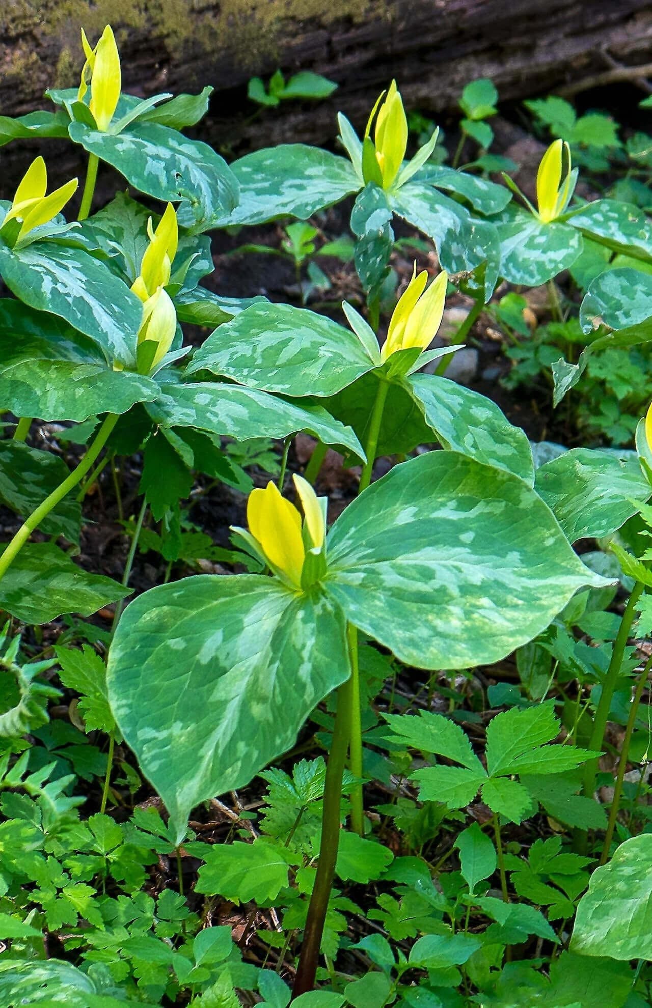 Yellow Trillium Online, buy 1 get 1 free at TN Nursery 