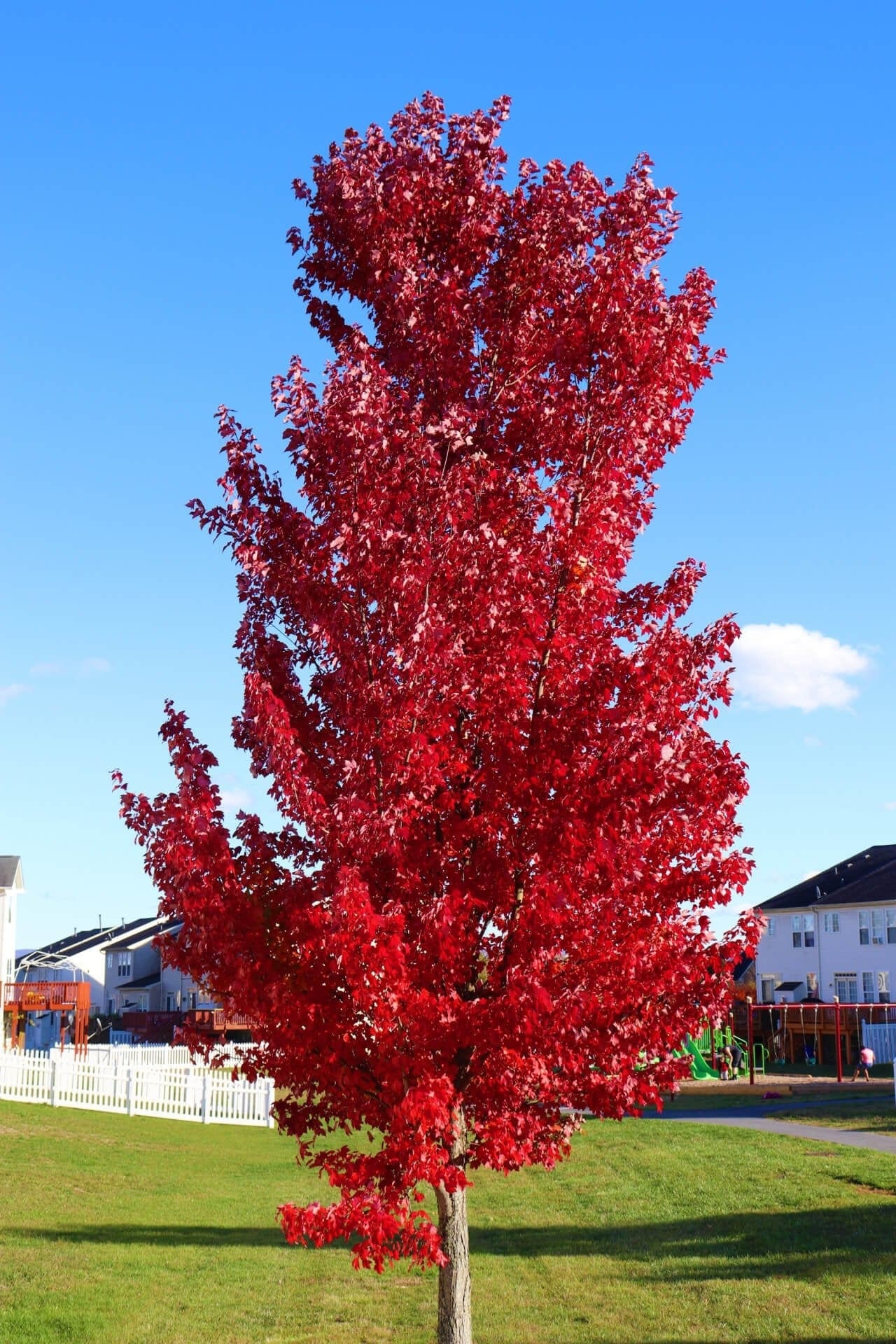 Red Maple Tree Online, buy 1 get 1 free at TN Nursery 