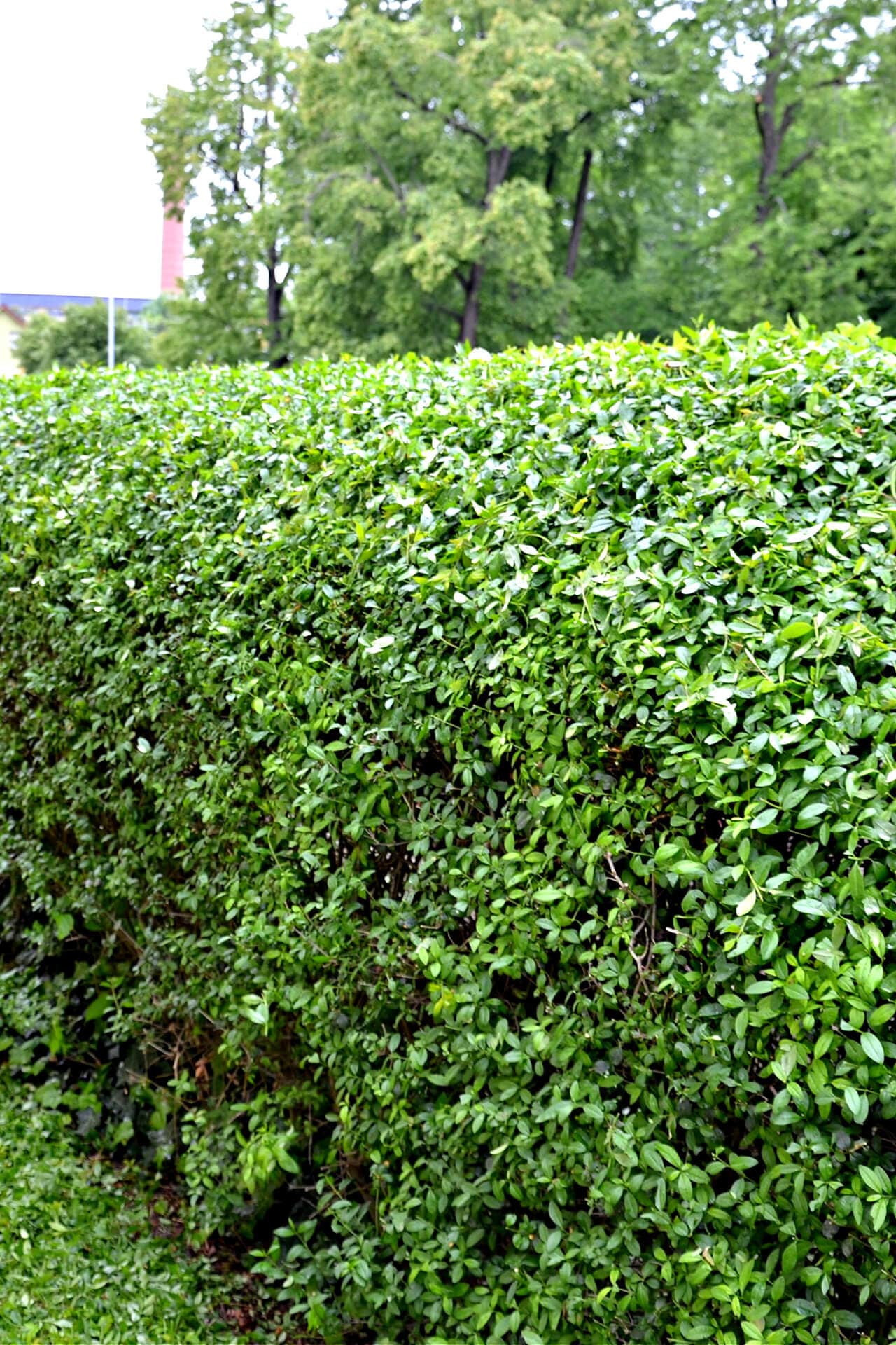 Buy California Privet Online at TN Nursery 