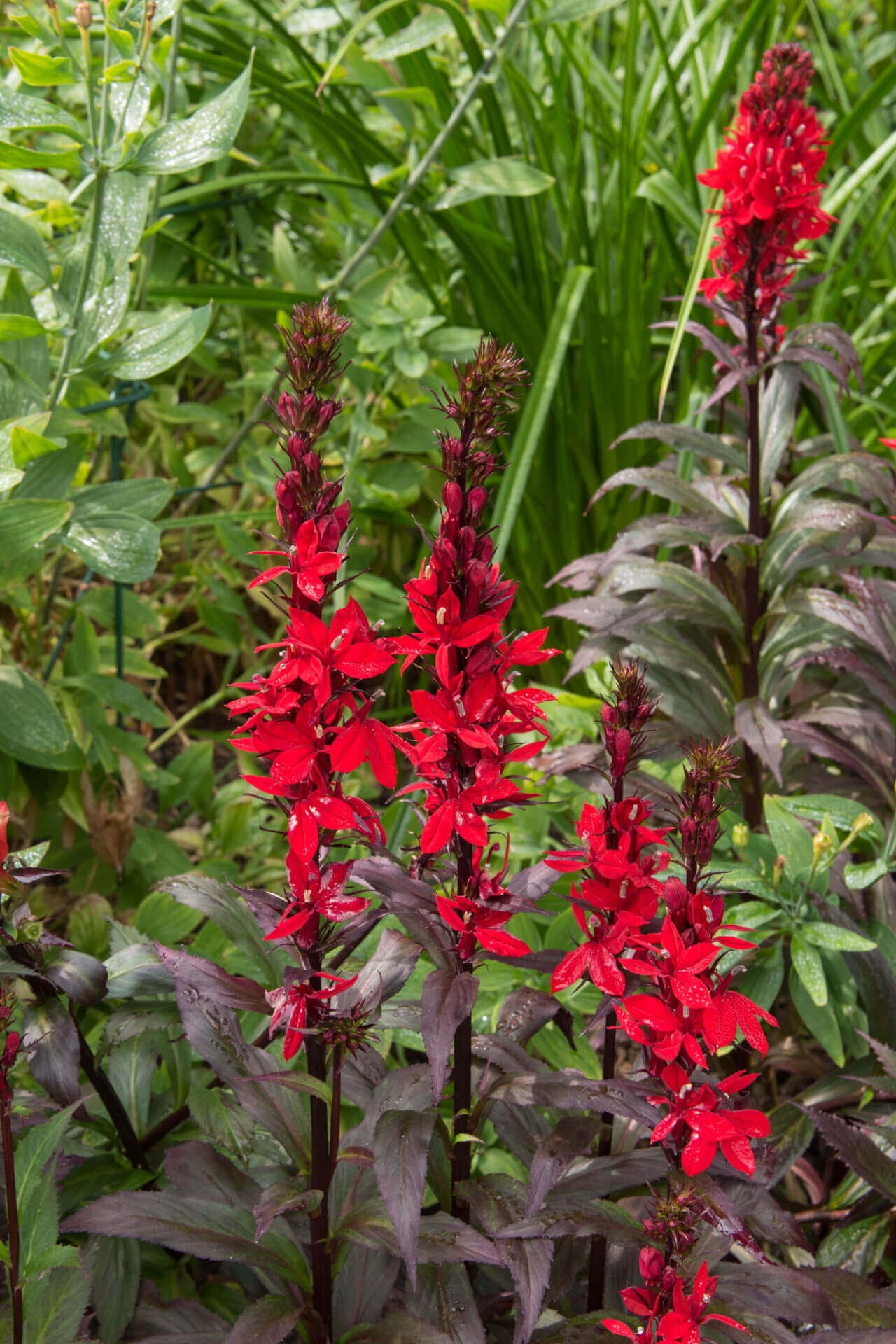 Buy Cardinal Flower Online at TN Nursery 