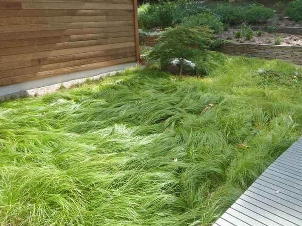 Buy Carex Pensylvanica - Package of 25 Plants Online at TN Nursery 