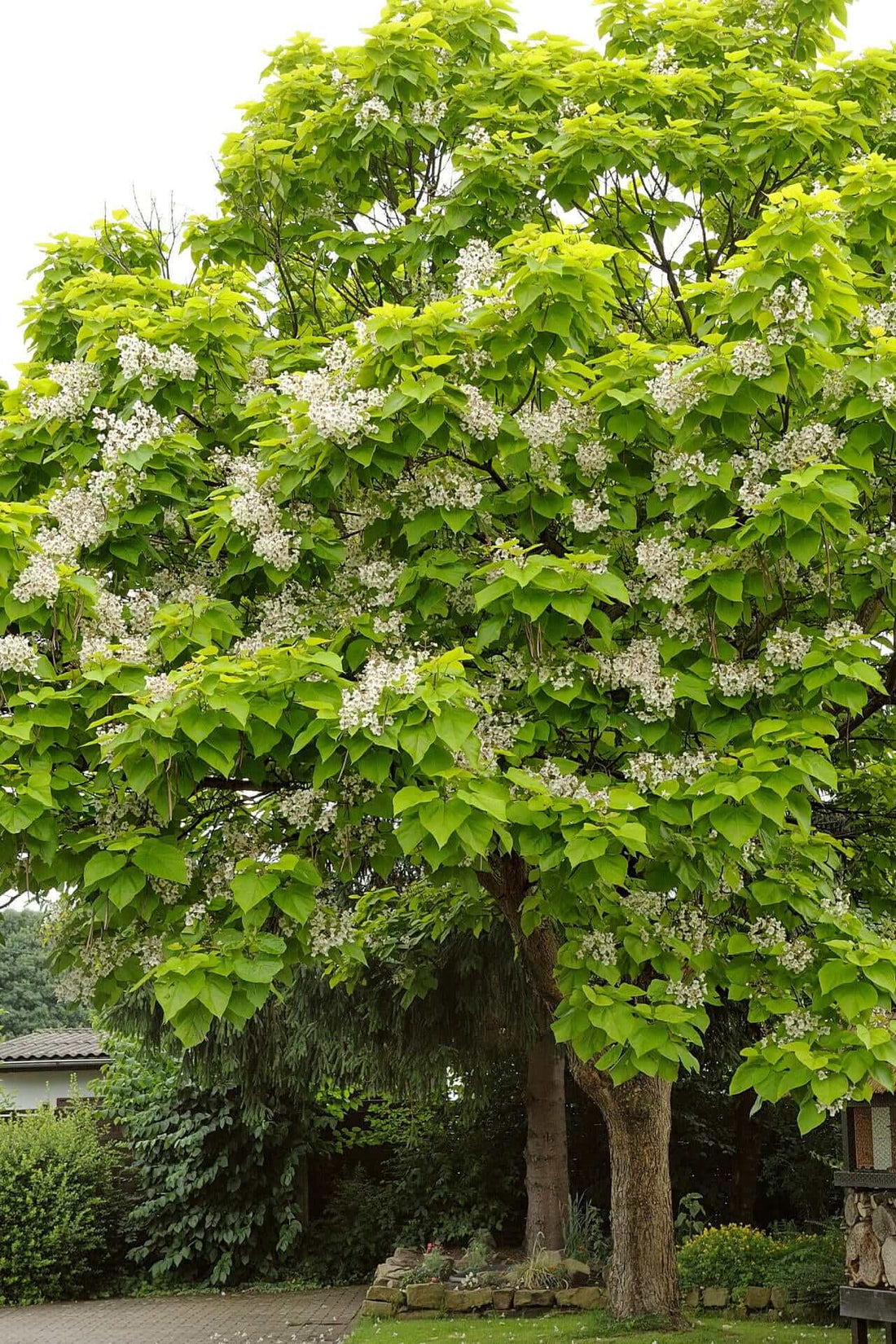 Catalpa Tree For Sale Online Buy 1 Get 1 Free
