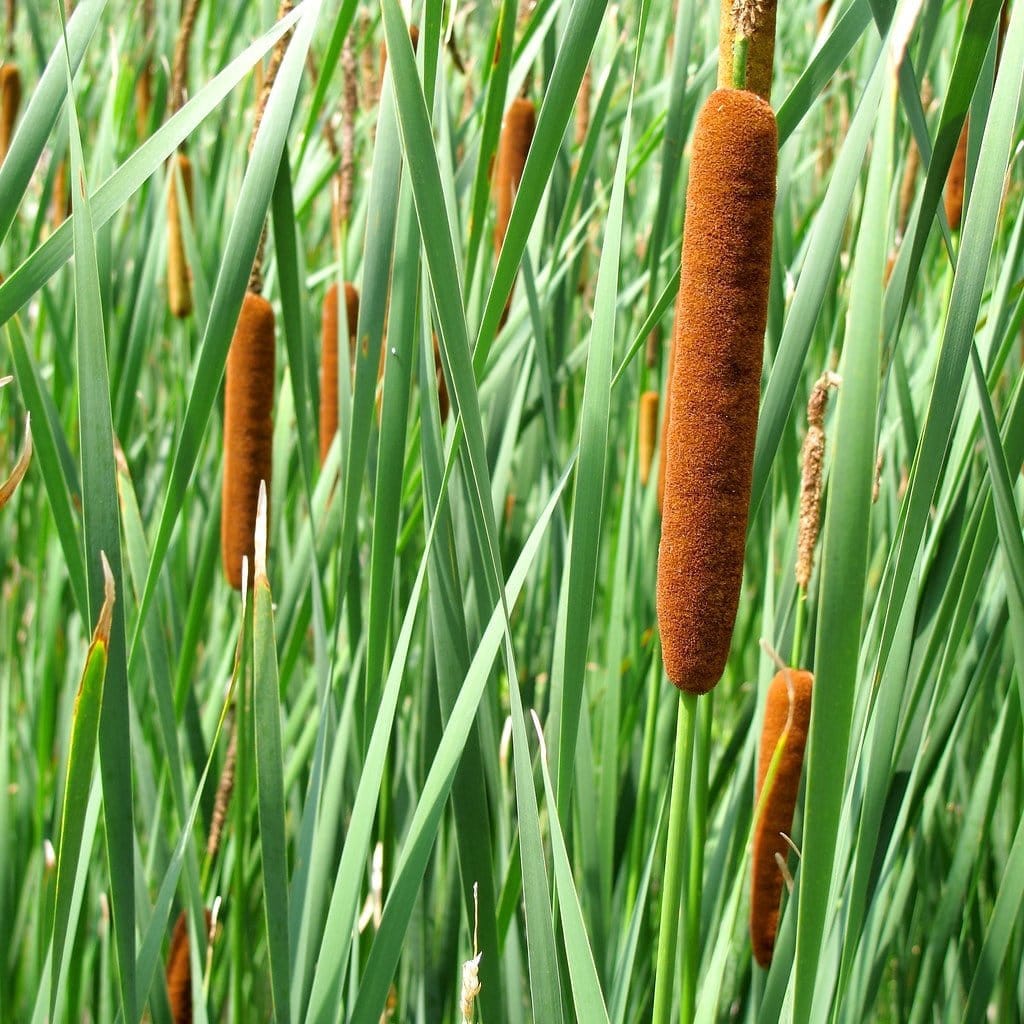 Buy Cattail Plant Online at TN Nursery 
