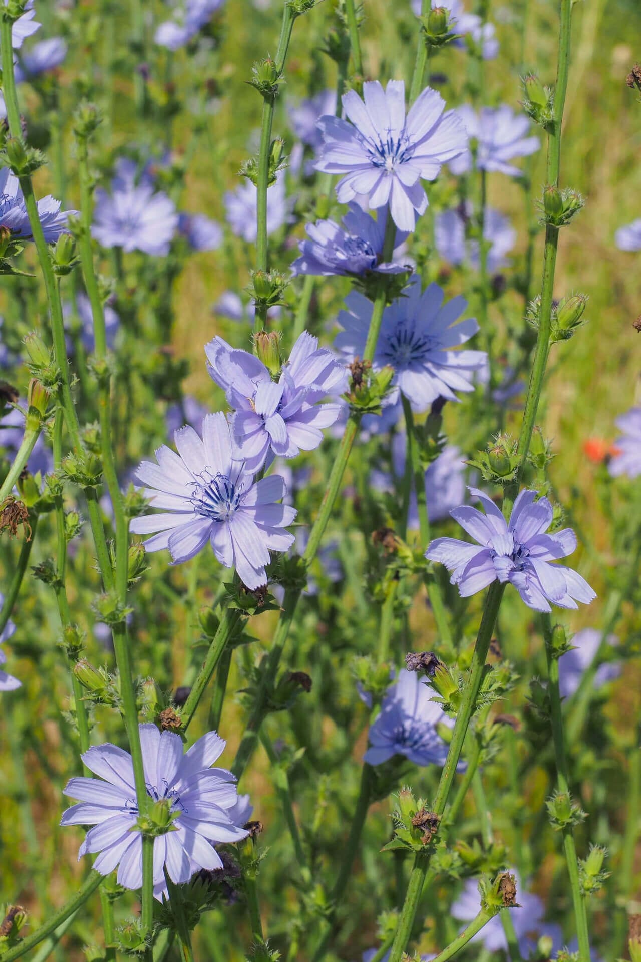 Chicory plant: field of light purple flowers with green stems, blue centers