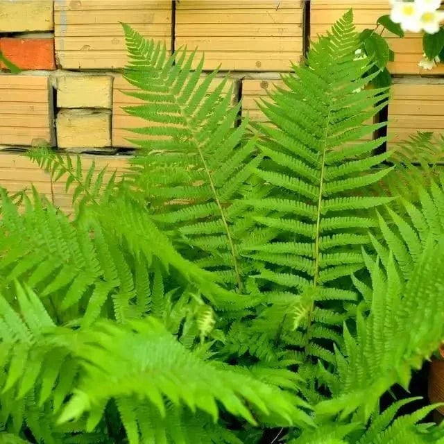 Buy Cinnamon Fern Online at TN Nursery 