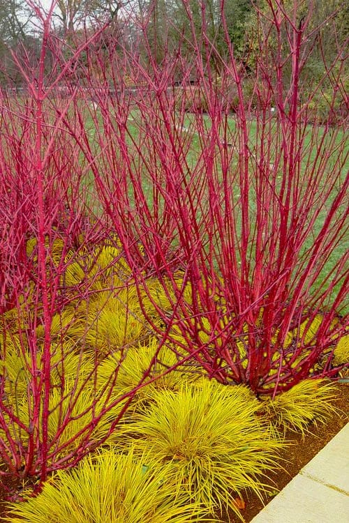 Buy Coral Red Dogwood Online at TN Nursery 