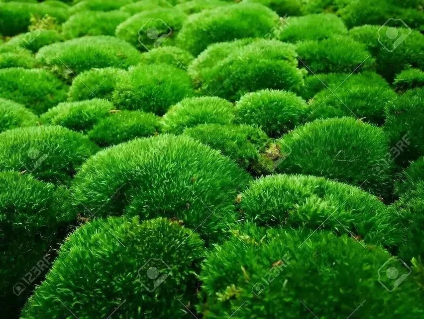 Buy Cushion Moss Online at TN Nursery 
