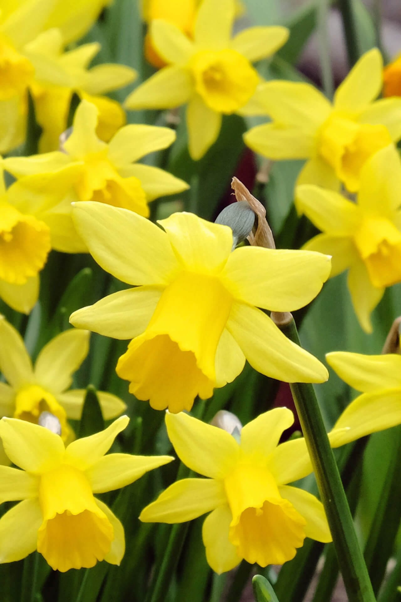Buy Daffodil Plant Online at TN Nursery 