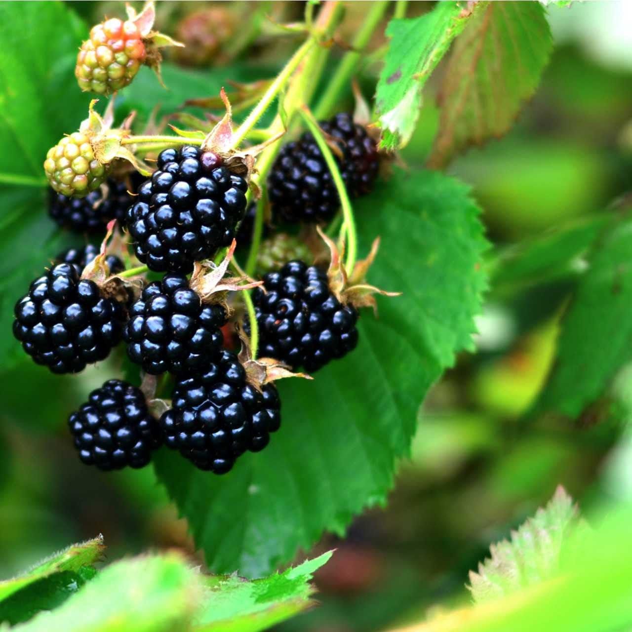 Buy Dewberry Plant Online at TN Nursery 