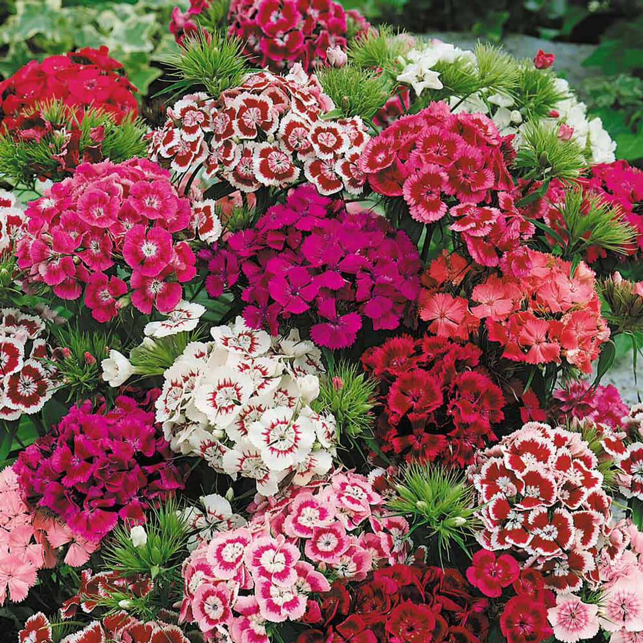 Buy Dianthus Plant Online at TN Nursery 