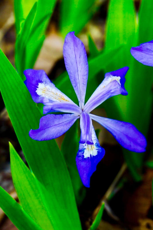 Dwarf Crested Iris - TN Nursery
