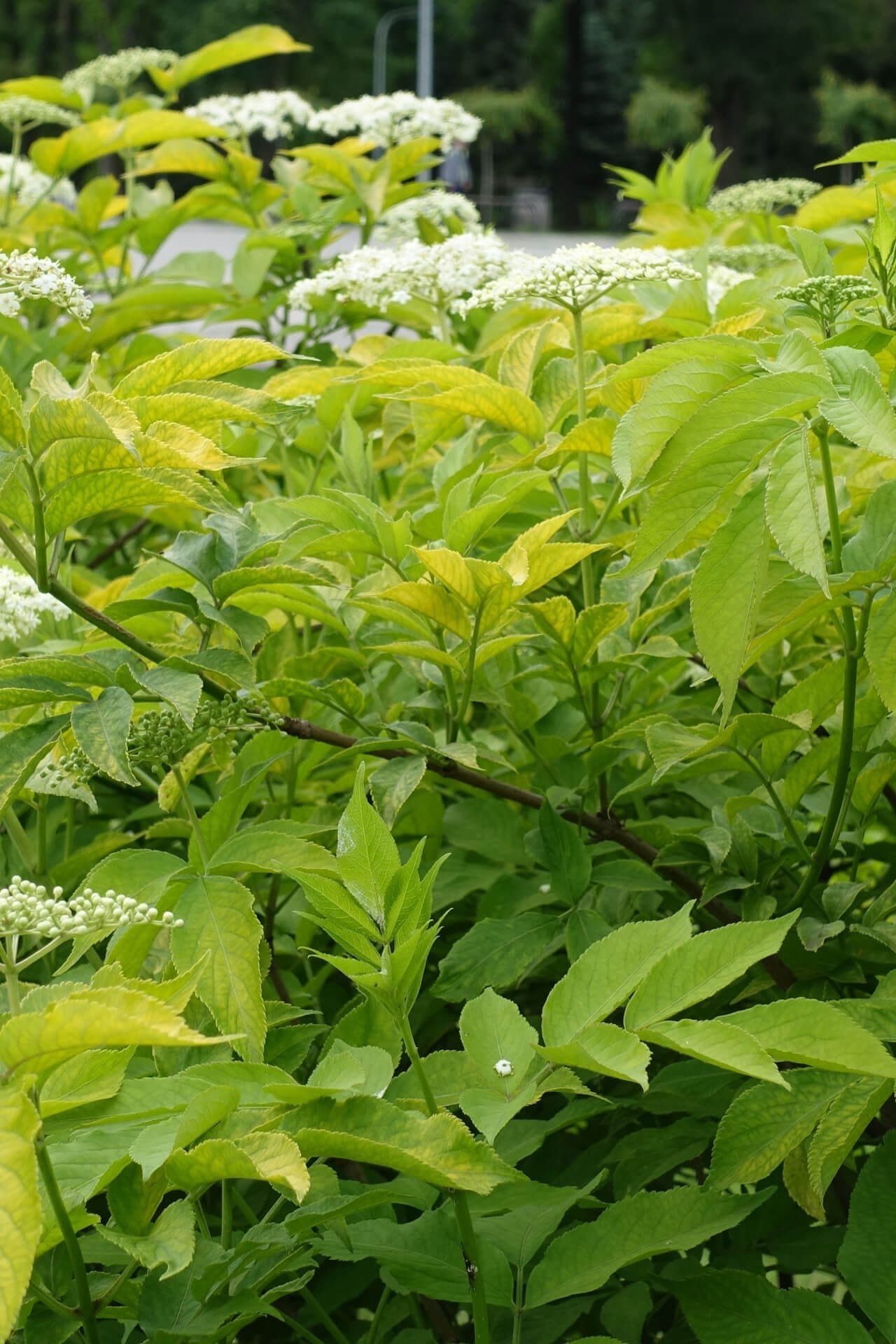 Buy Elderberry Bush Online at TN Nursery 
