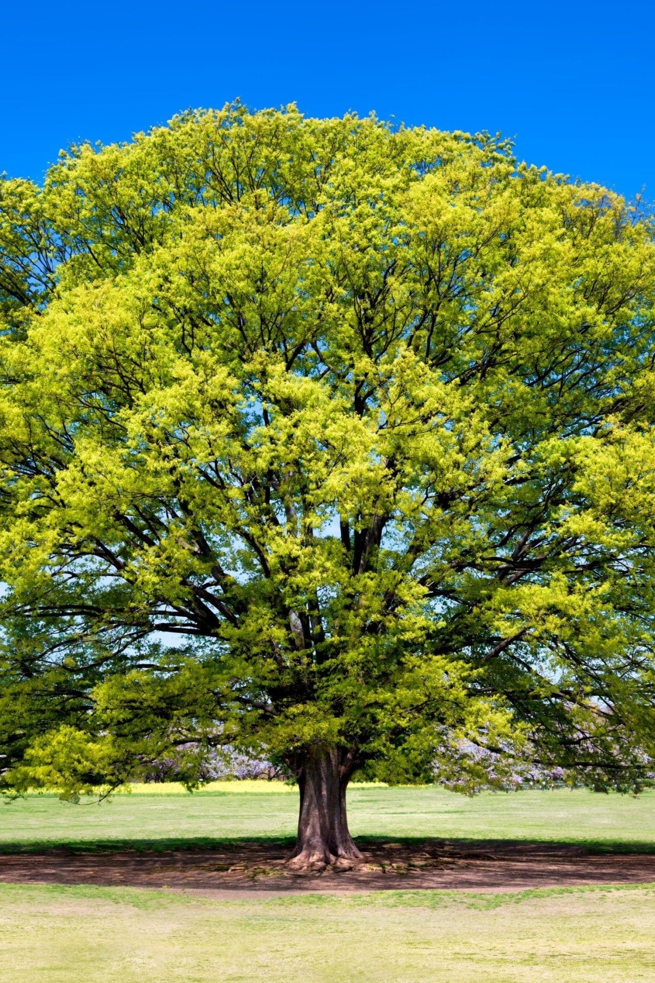 Buy Elm Tree Online at TN Nursery 
