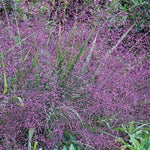 Purple Love Grass