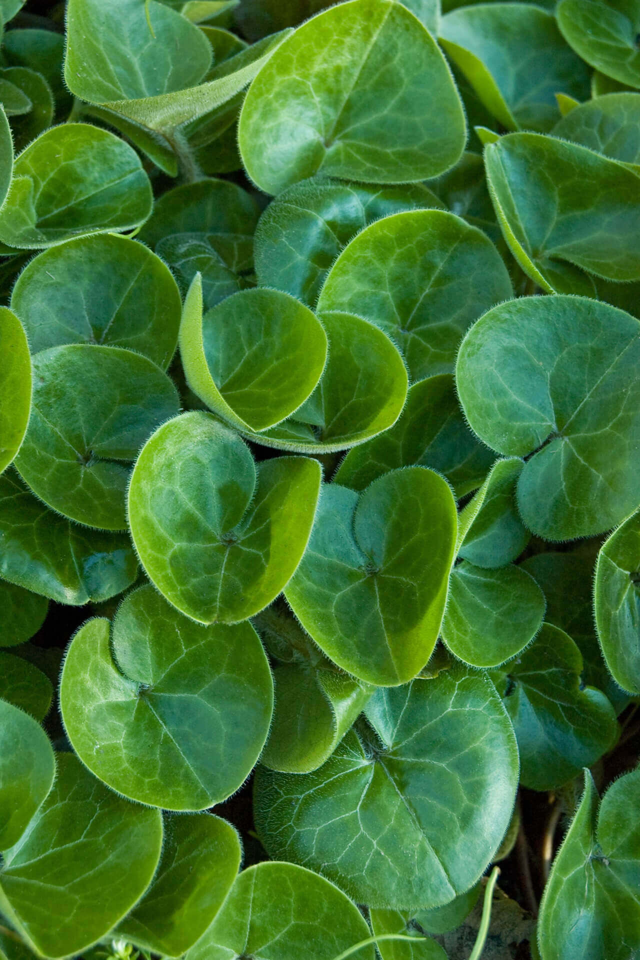 Buy  European Ginger Online at TN Nursery 