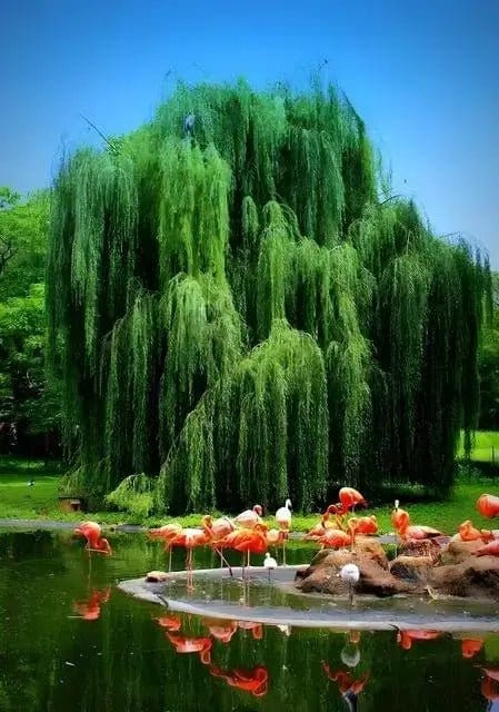 Buy Fast Growing Trees - 6 Trees Online at TN Nursery 