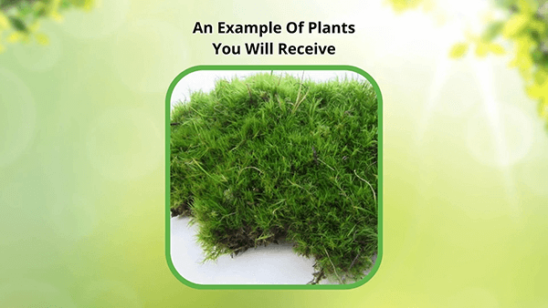 Fern Moss