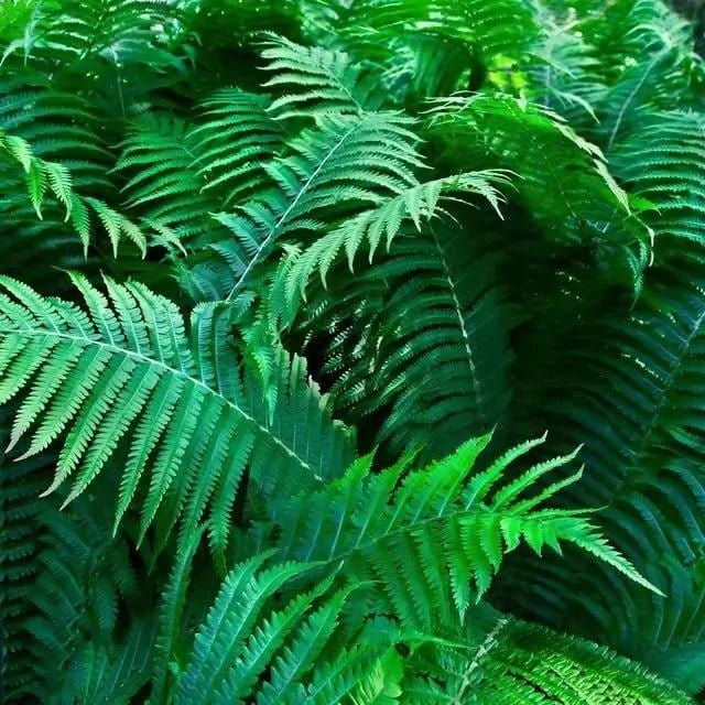 Buy Fern Variety - 10 Plants Online at TN Nursery 