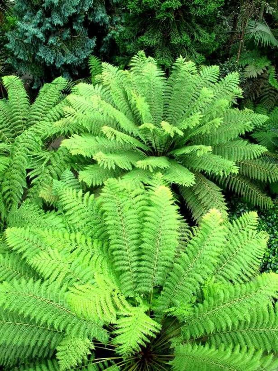 Buy Fern Variety - 25 Plants Online at TN Nursery 