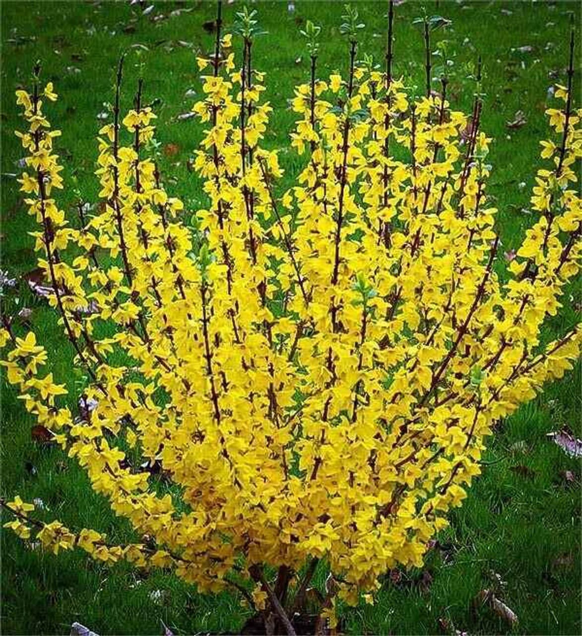 Buy Forsythia Online at TN Nursery 