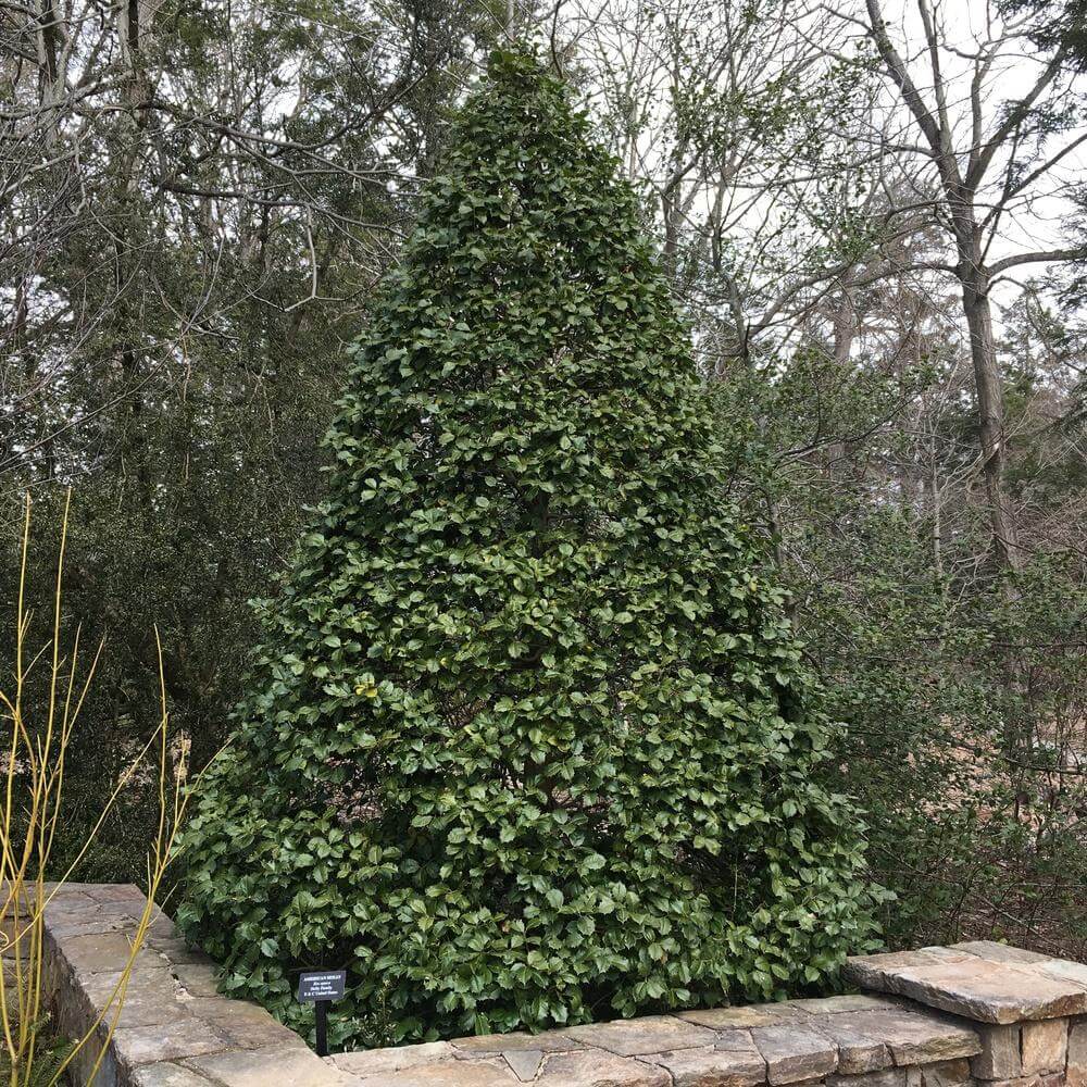 Buy Foster Holly Online at TN Nursery 