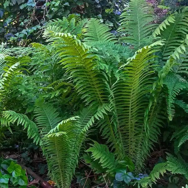 Buy Giant Ostrich Fern Online at TN Nursery 