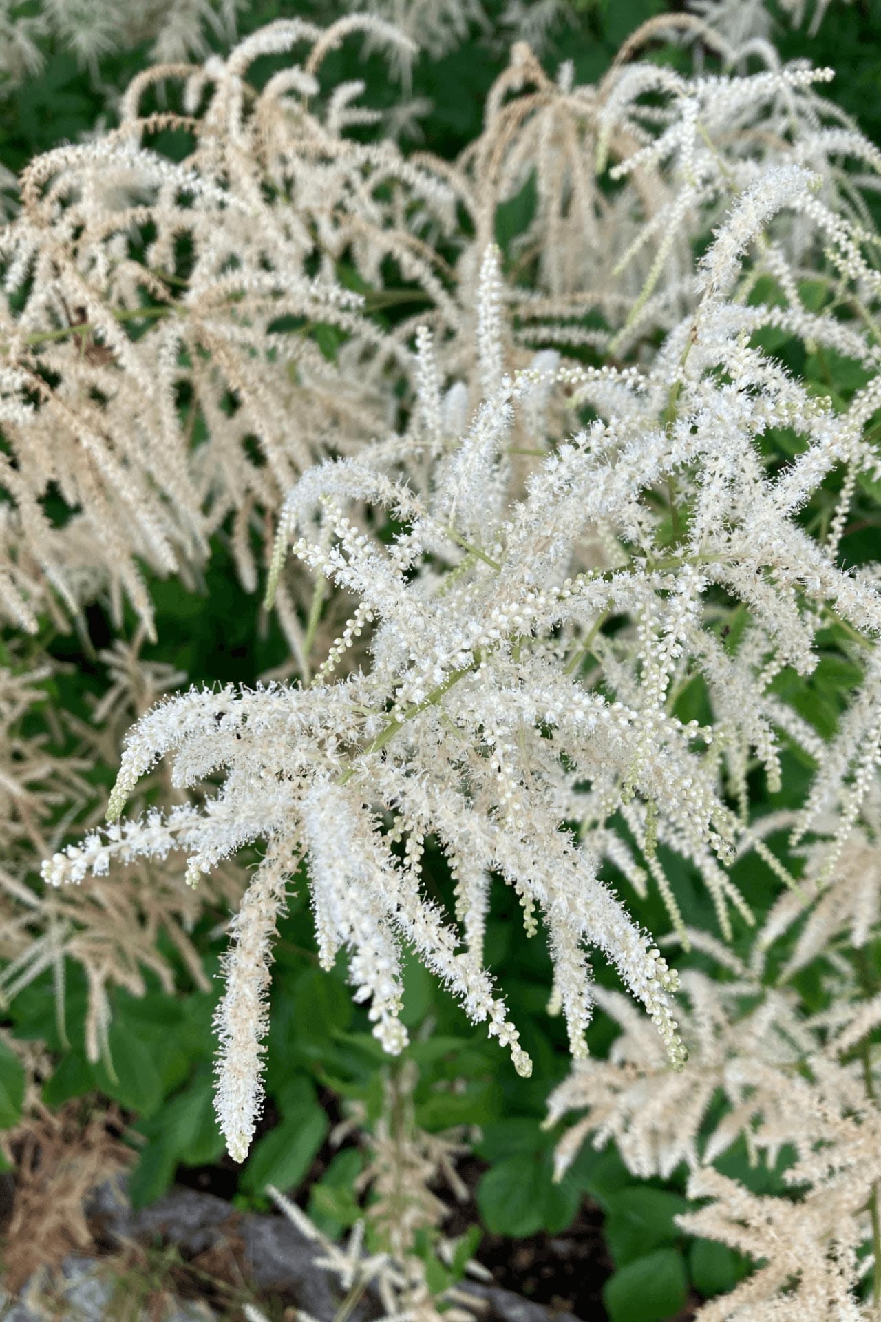 Buy Goat's Beard Plant Online at TN Nursery 