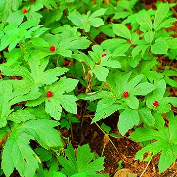 Buy Goldenseal Plant Online at TN Nursery 
