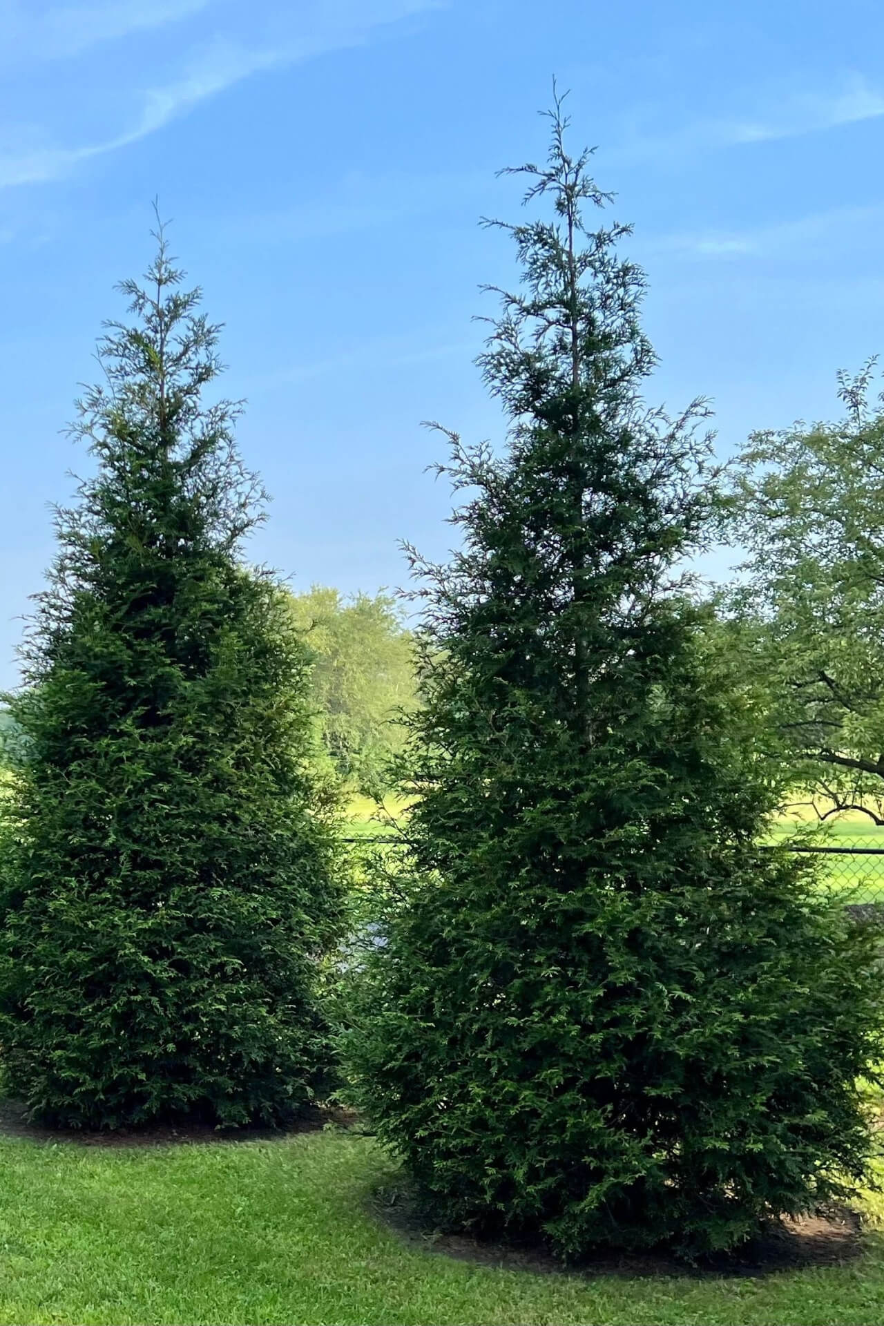 Buy Green Giant Arborvitae Online at TN Nursery 