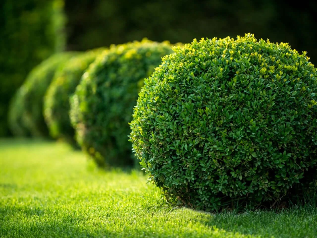 Buy Green Velvet Boxwood Online at TN Nursery 