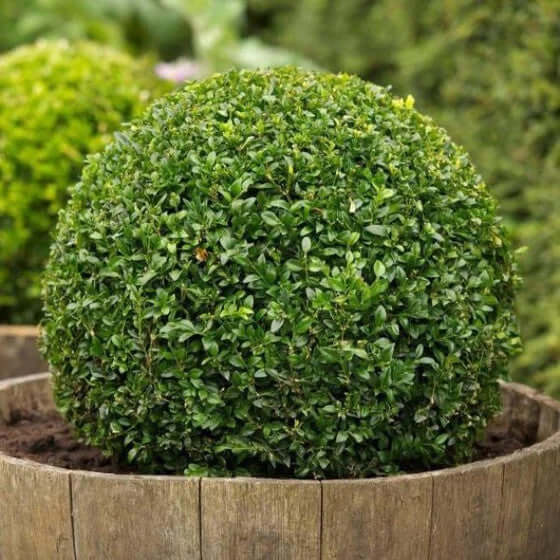 Buy Green Velvet Boxwood Online at TN Nursery 