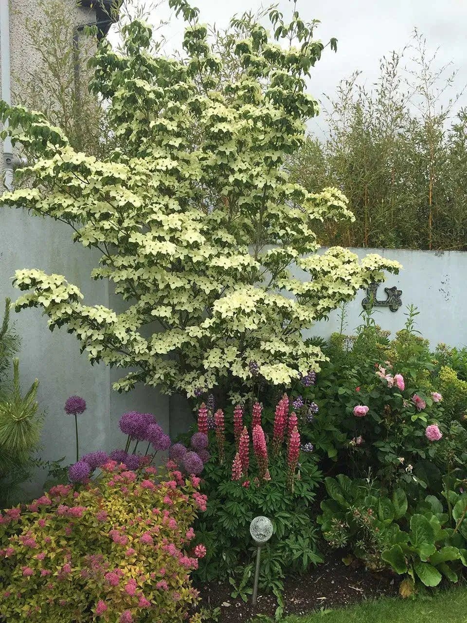 Buy Greensleeves Kousa Dogwood Online at TN Nursery 