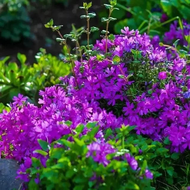 Buy Ground Covers - 10 Plants Online at TN Nursery 