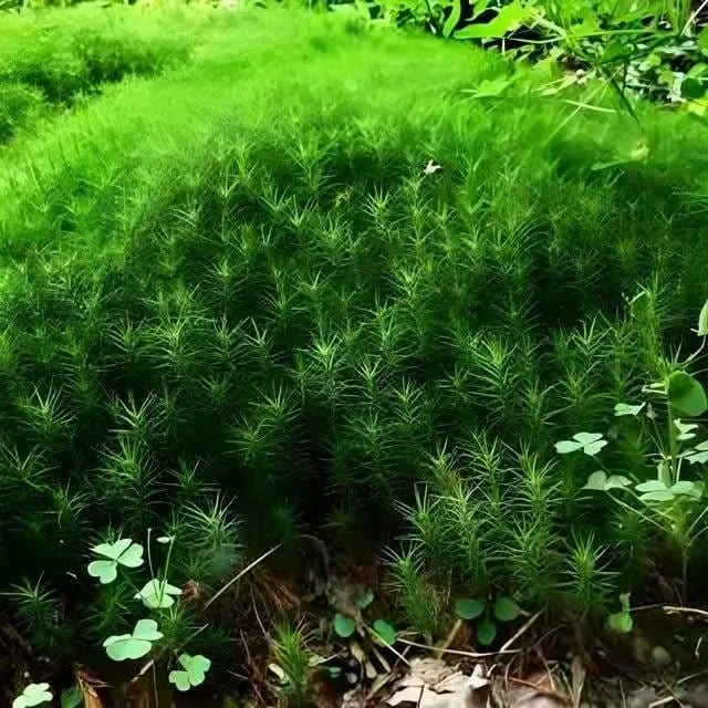 Buy Hedwigia Ciliate Moss Online at TN Nursery 