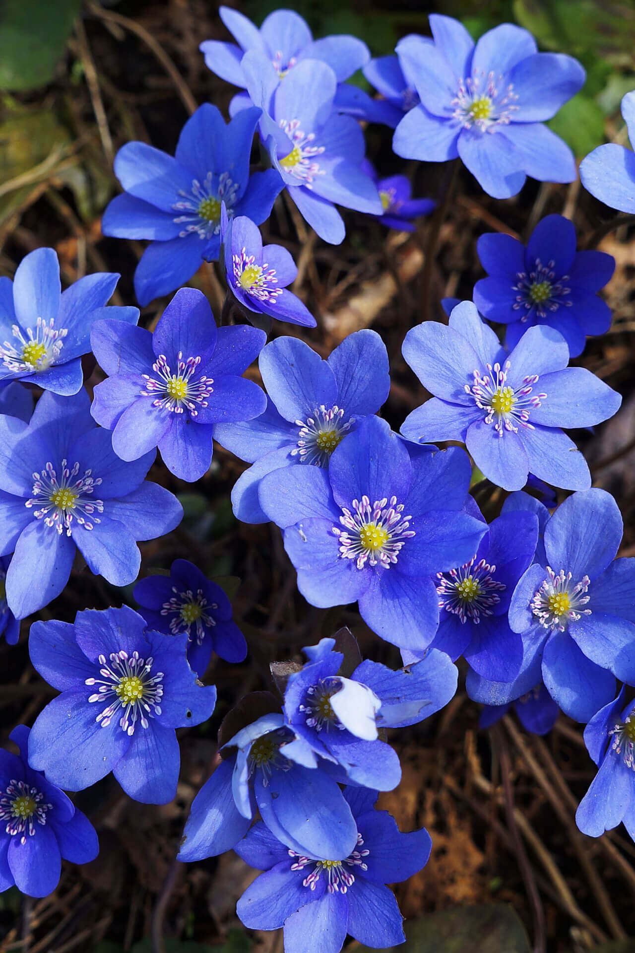 Buy Hepatica Online at TN Nursery 